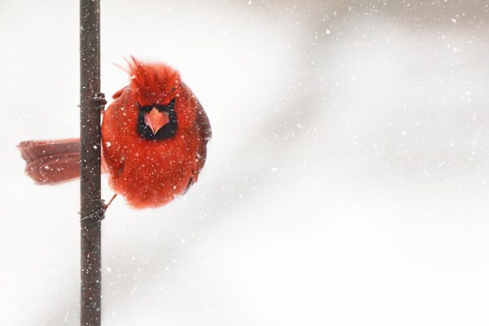 cardinal in snowstorm