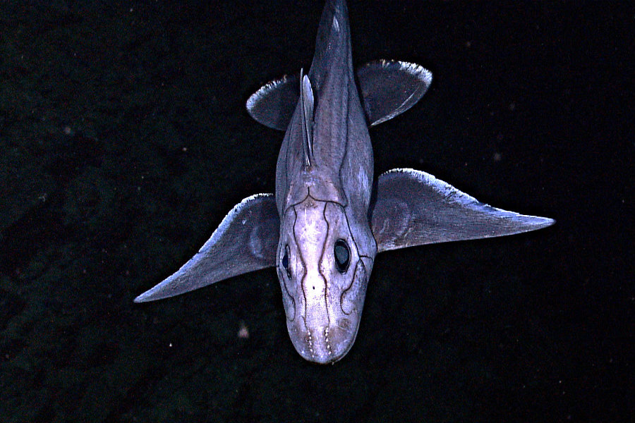 Mysterious and rare ghost shark caught on video - CSMonitor.com