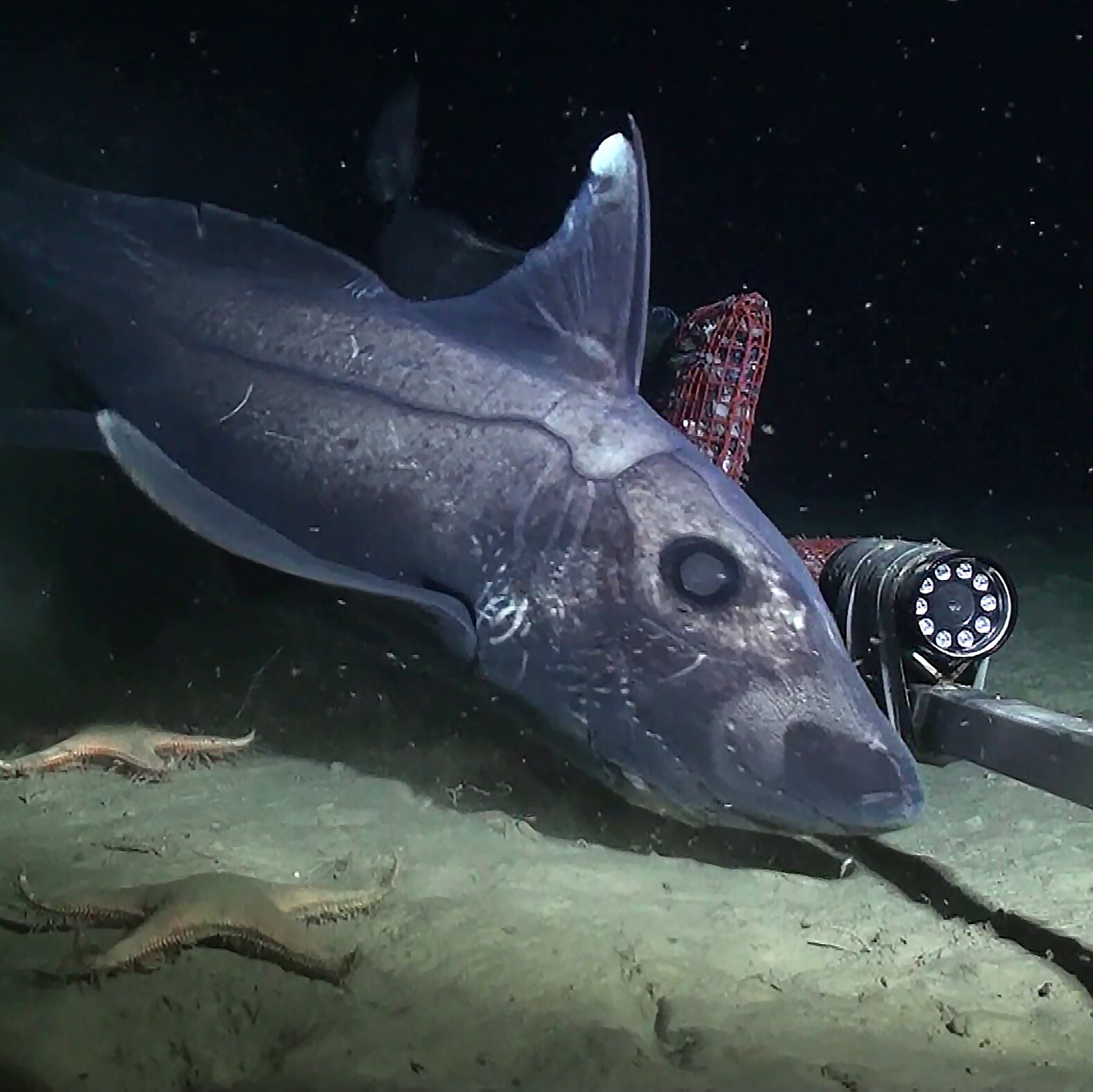 Will Ghost Sharks Vanish Before Scientists Can Study Them? - The New York Times