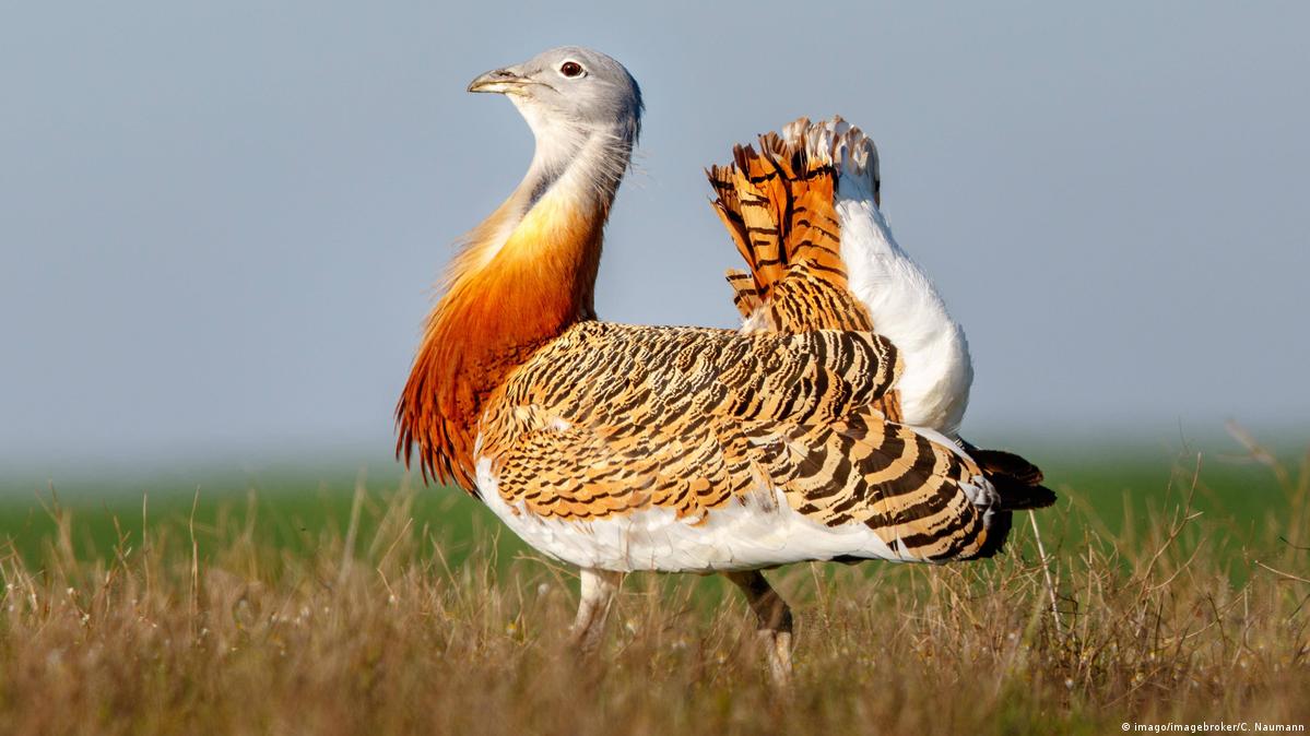 Protecting the great bustard – DW – 04/06/2018