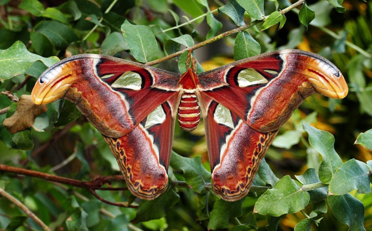 How the atlas moth imitates snakes to ward off threats | One Earth