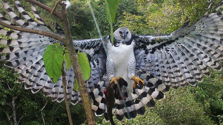 From the ring to the rainforest, this MMA fighter is securing a win for harpy eagles | Beautiful News