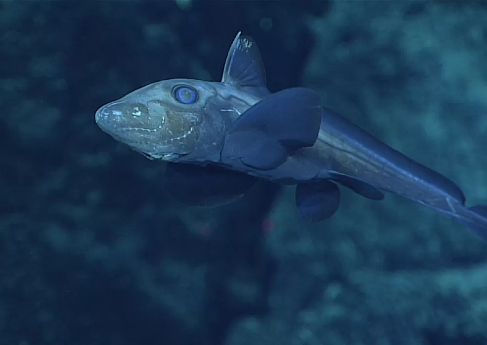 Ghost Shark | Smithsonian Ocean