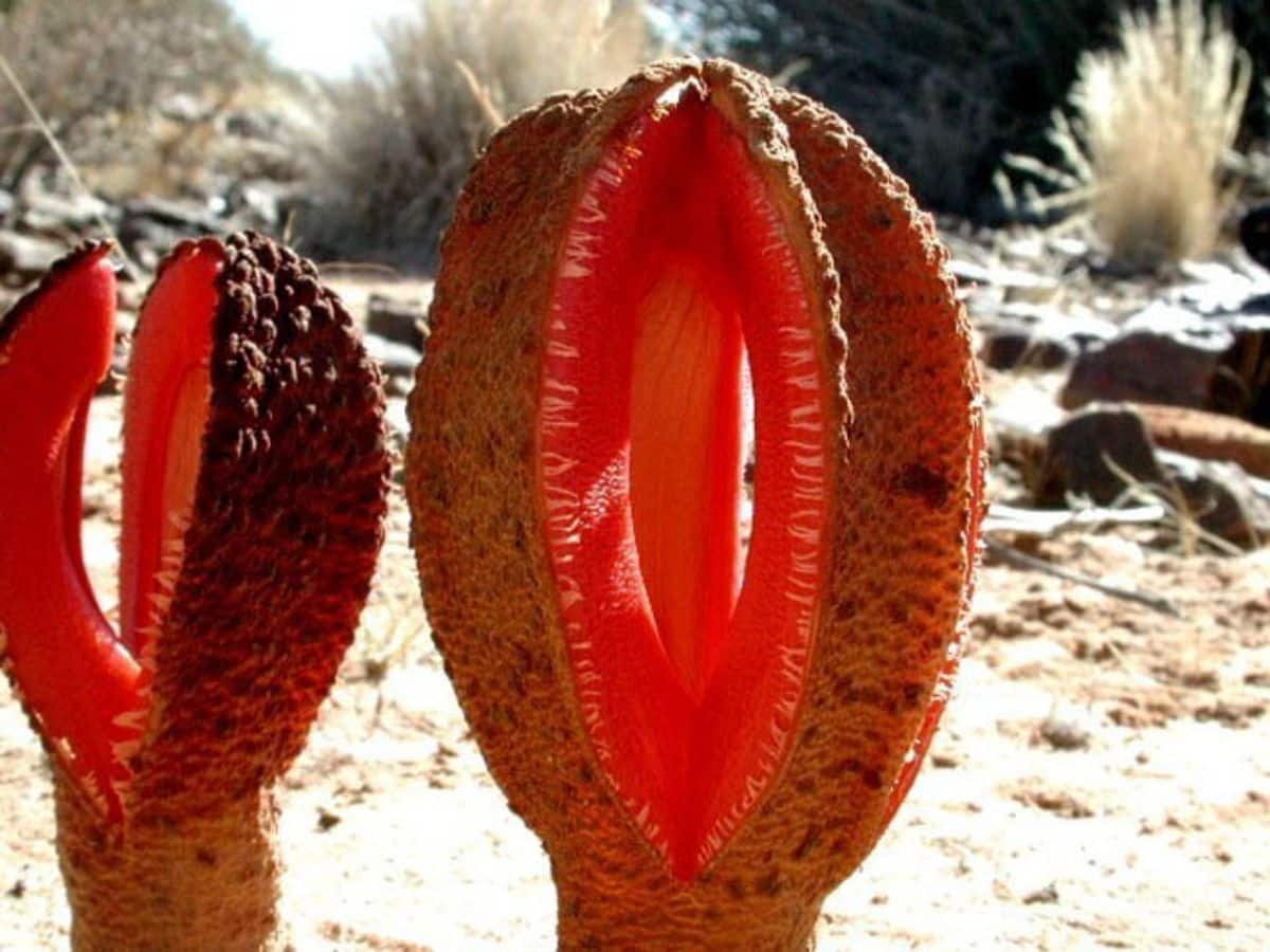 Hoa Hydnora Châu Phi