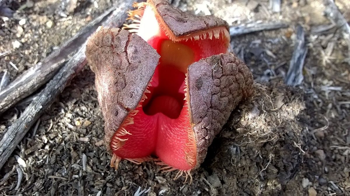 hydnora châu Phi