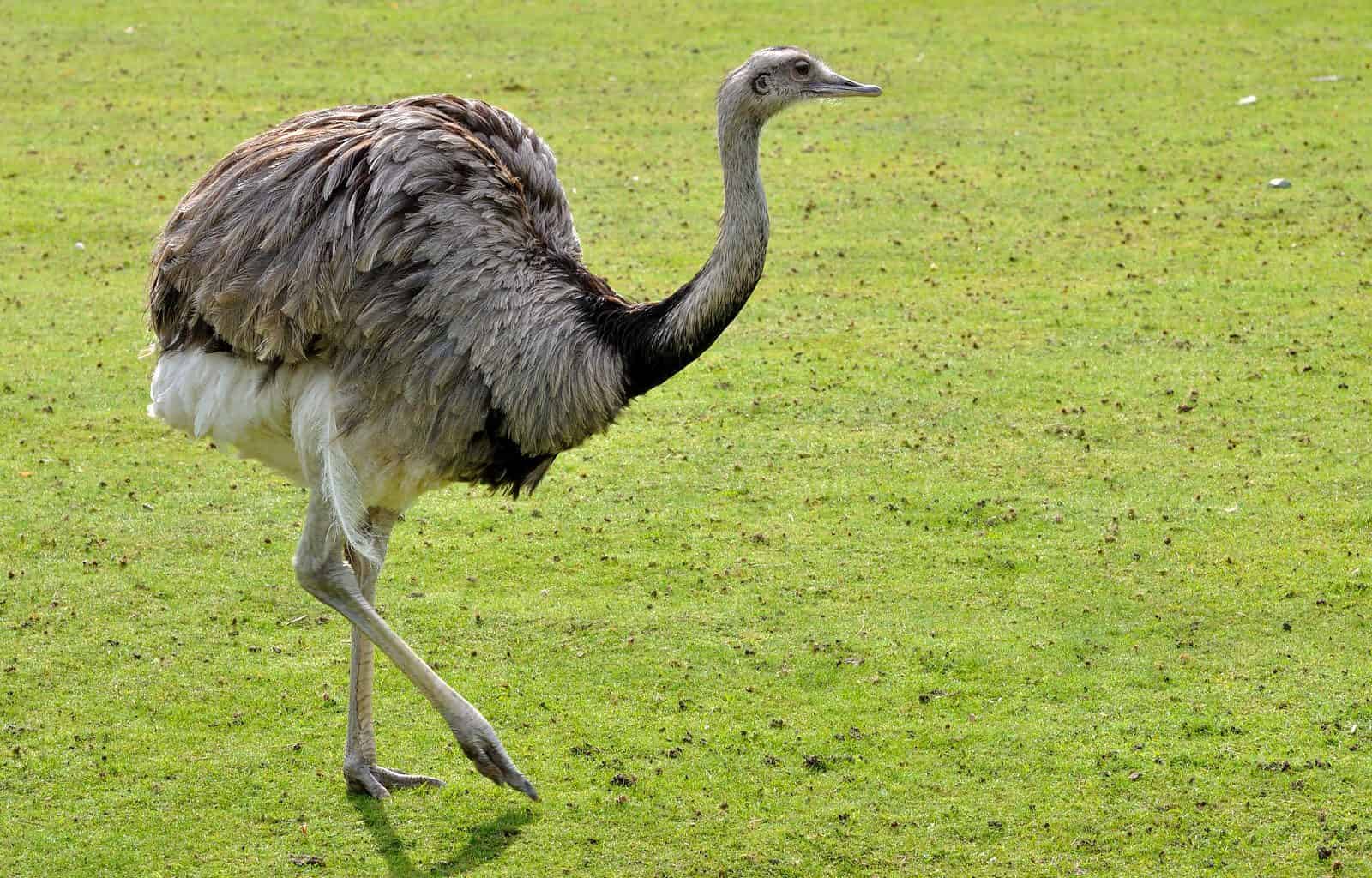 Wild Rheas in Northern Germany