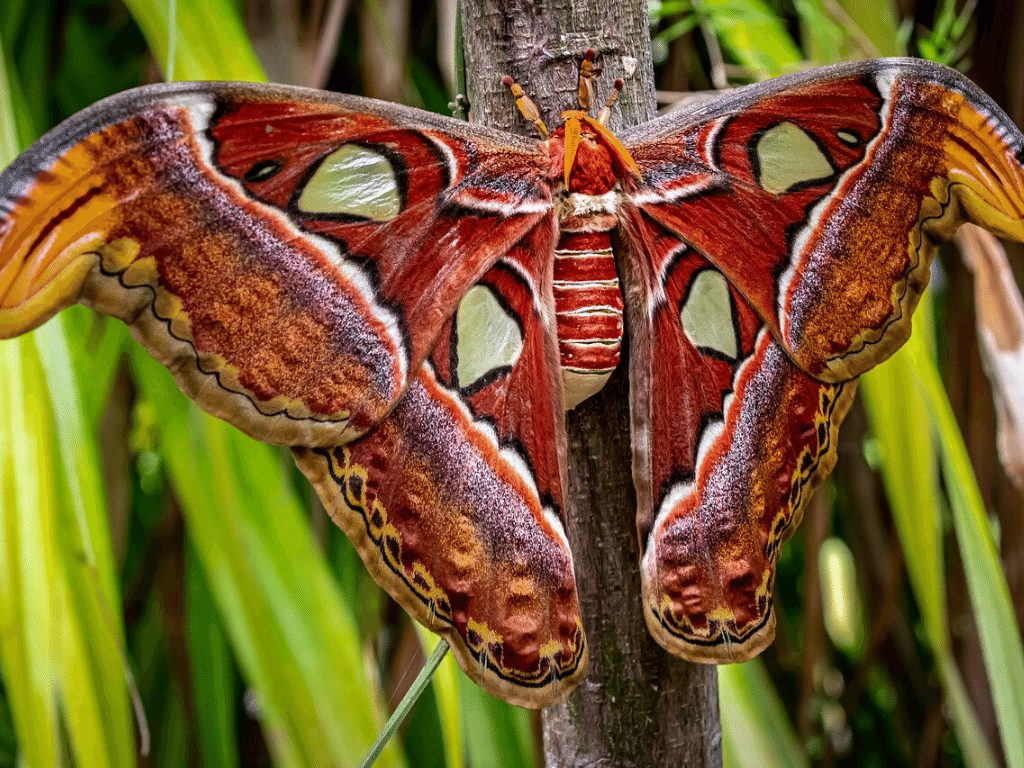 Atlas Moth Facts - CRITTERFACTS