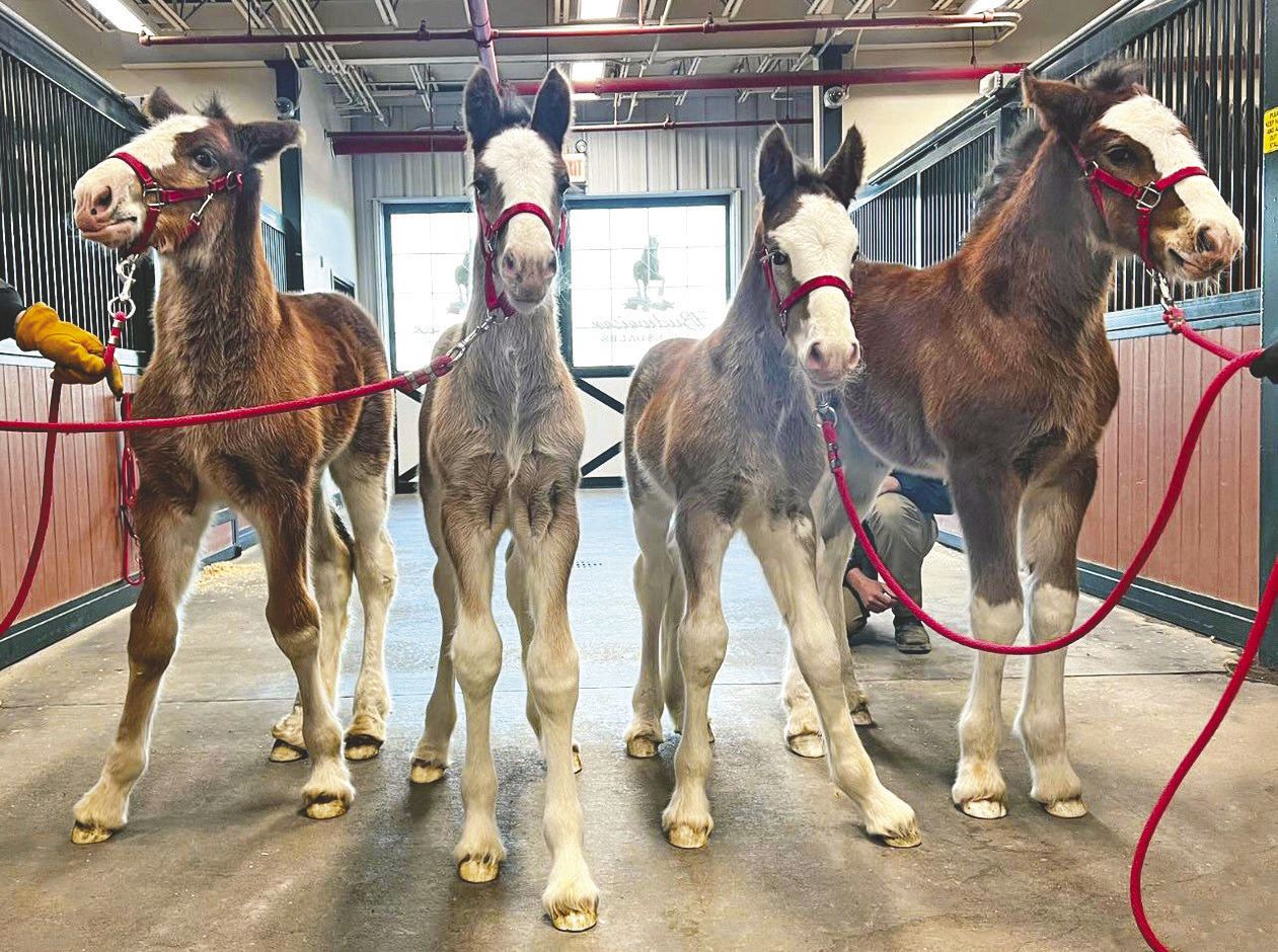 Anheuser-Busch announces the birth of four new Budweiser Clydesdale foals at Warm Springs Ranch – Boonville Daily News
