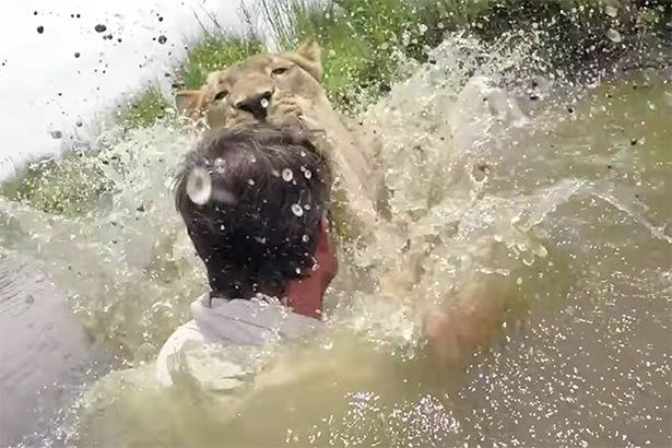 Lion slowly stalks man stood in river – what happens next is truly incredible - Daily Star