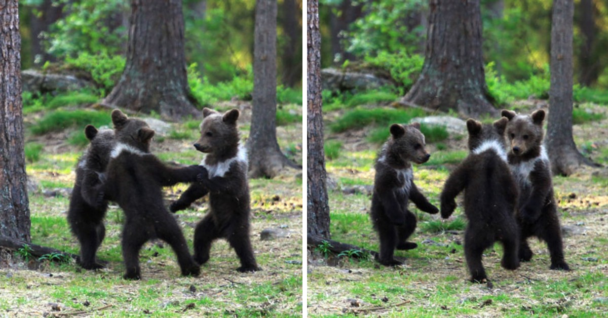 Teacher Photographed Baby Bears 'Dancing' In Finland Forest, Thinks He's Imagining It