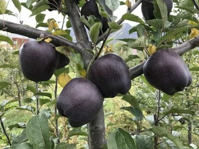 You've probably never heard of 'Black Apples' but they grow in China