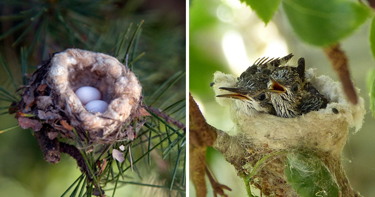 Wildlife experts explain why everyone needs to check for tiny bird nests before pruning in garden - Good Times