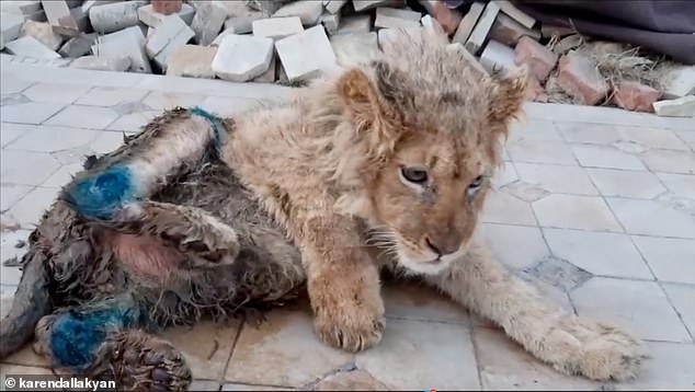 Rescuers discovered the cub with mangled legs at distorted angles and covered in dirt