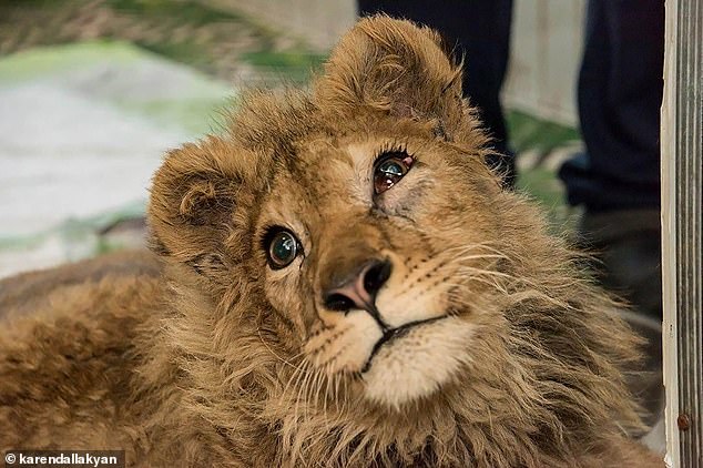 Simba's life was saved by a specialist vet who said he had suffered 'an ocean of pain from humans'. He is pictured above after having life-saving surgery