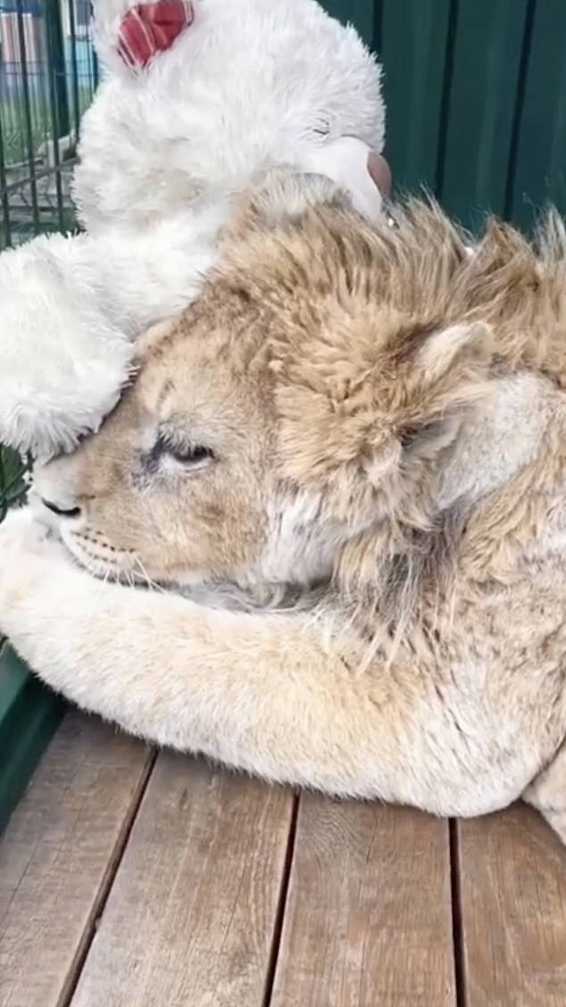A healthier, fluffier Simba snuggles up to his toy teddy bear in his cage