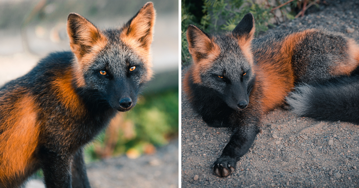 Unique Orange and Black 'Fox' Poses for Friendly Photographer