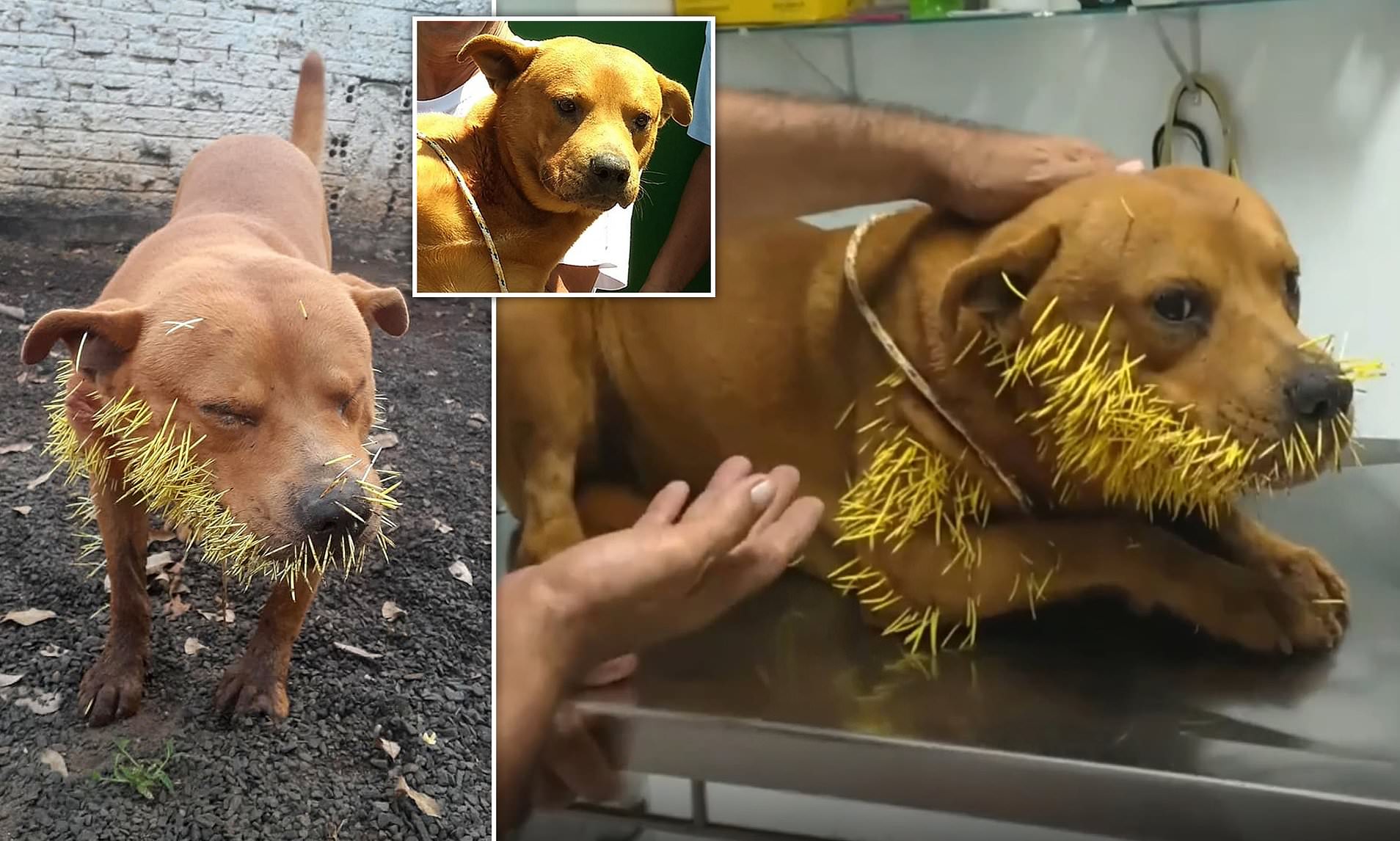 A prickly situation! Dog called Thor left with hundreds of quills stuck in its face in Brazil | Daily Mail Online
