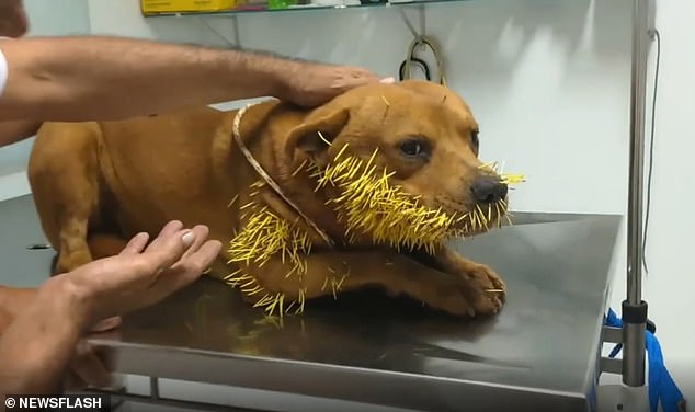 A dog named Thor was left with hundreds of spikes in its face after it attacked a porcupine in Brazil on February 20