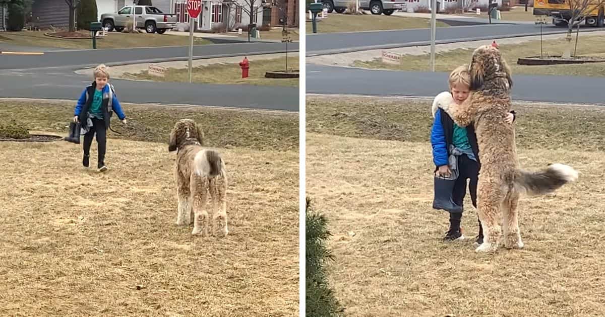Dog Waits For And Hugs Little Boy Coming Home From School | FaithPot