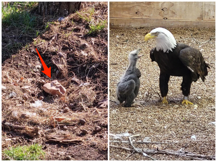 Murphy the bald eagle went from incubating a rock to bonding with an orphaned eagle chick.