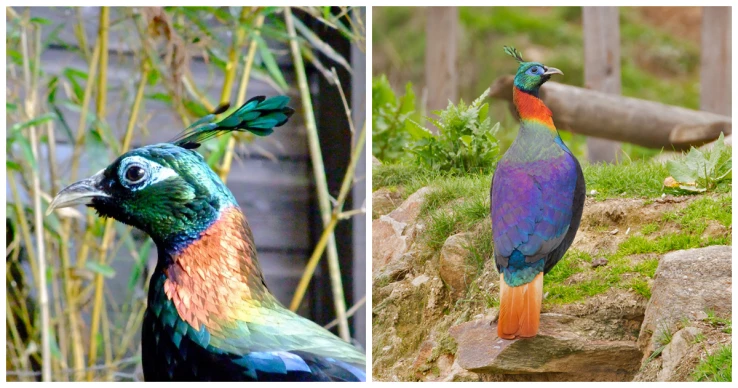Meet Colorful Himalayan Monal, The King of the High Mountains