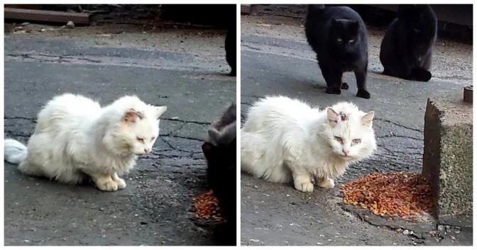 Rescuers Couldn't Ignore Feral Cat Who Advoided Human Contact for Years