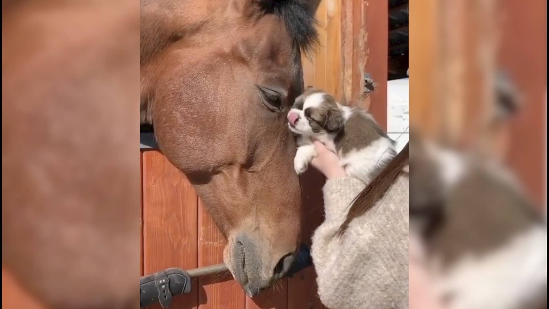 Horse Is Smitten By Tiny Puppy When They Meet For The First Time - Cesar's Way