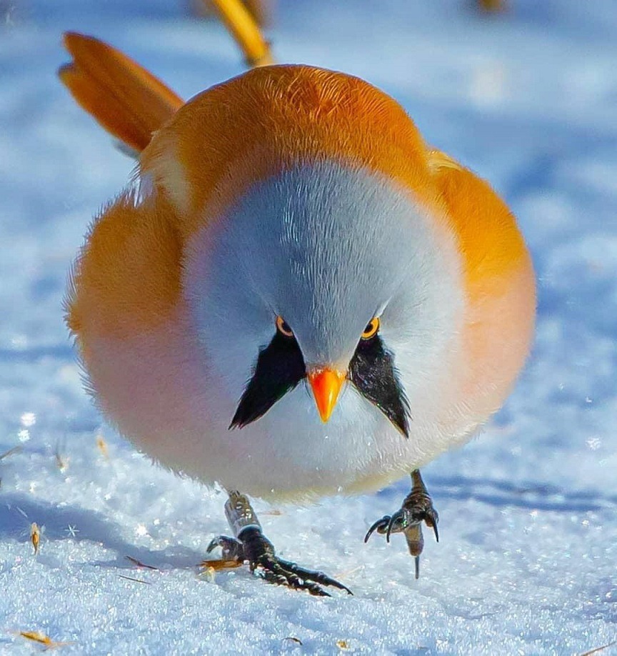 Sky Cowboys — I looked up "roundest bird" and i dont know what i...