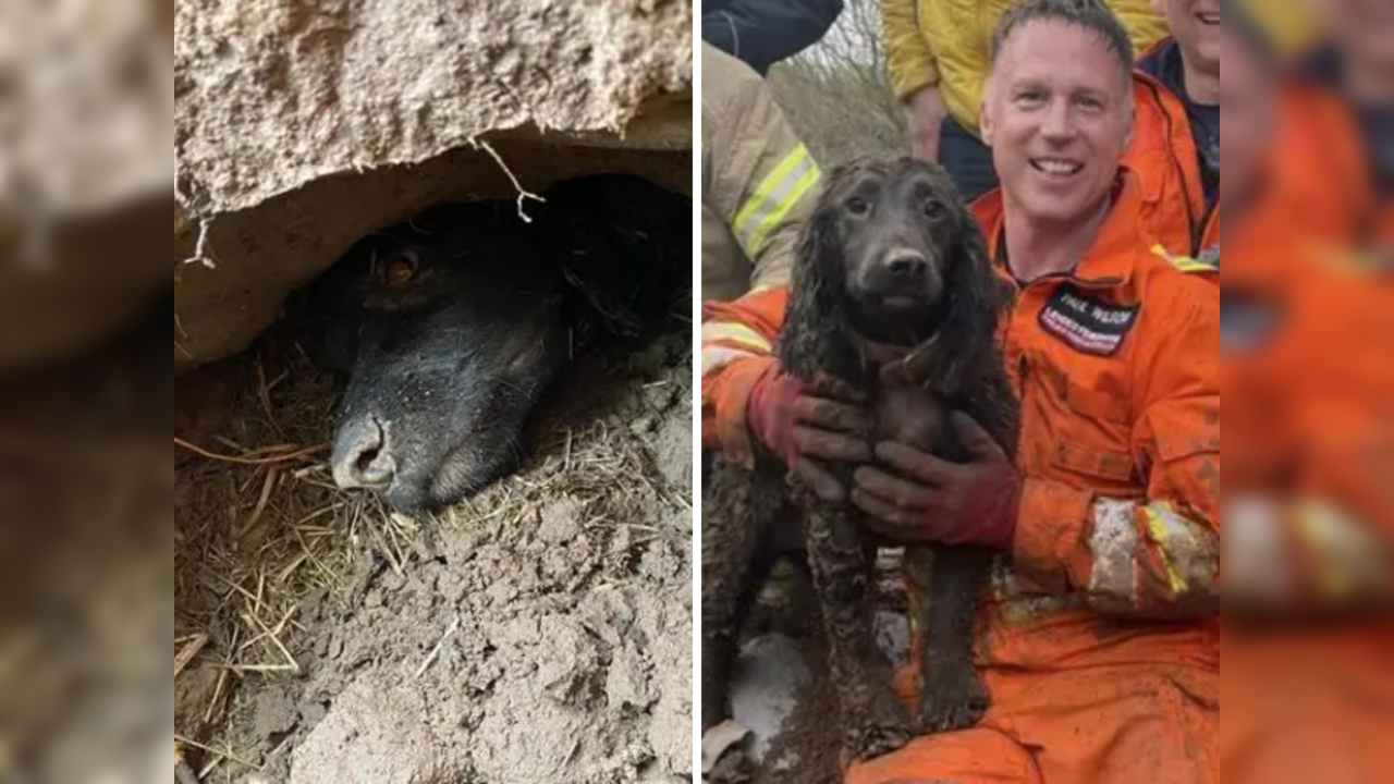 Dog trapped underground for nearly 60 hours finally gets rescued, news spreads cheer | Viral News, Times Now