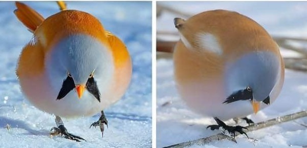 jim rose circus on X: "I looked up "the worlds roundest bird", it's called the bearded reedling. https://t.co/BEZ5HNvune" / X