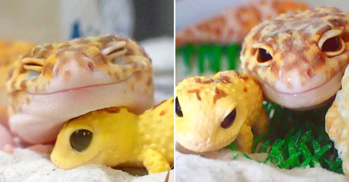 Look At This Super Happy Gecko Who Can't Stop Smiling With Its Toy Gecko