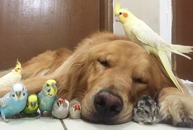White Wolf : A Dog, 8 Birds And A Hamster Are The Most Unusual Best Friends Ever