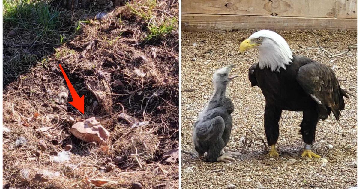 A bald eagle named Murphy went viral for adopting a rock at a Missouri bird sanctuary. Now, he's a foster father to an orphaned eagle chick. | Business Insider Africa