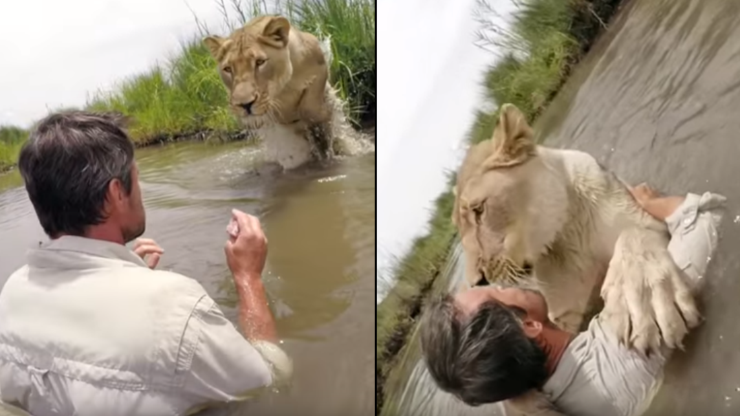 GoPro Captures Lioness Leaping Into The Arms Of The Man Who Rescued Her - LADbible