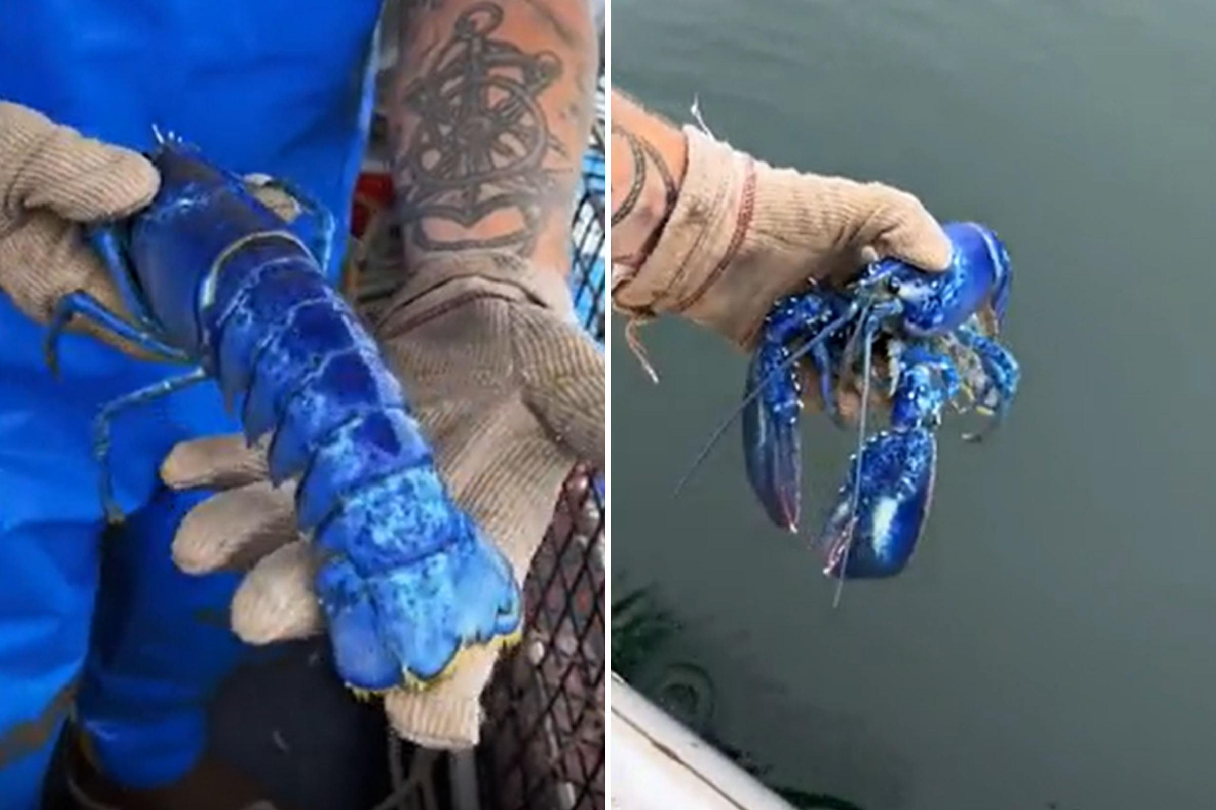 Incredibly Rare Blue Lobster Caught by Maine Fisherman: 'One in 2 Million'
