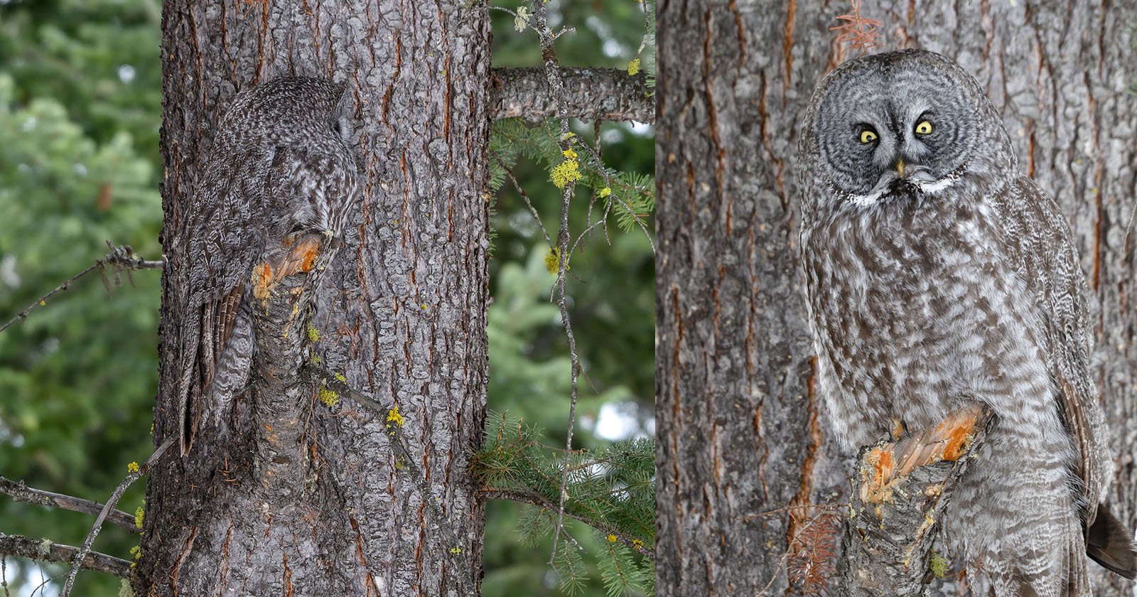 Photographer Spots Owl Perfectly Blending Into a Tree | PetaPixel