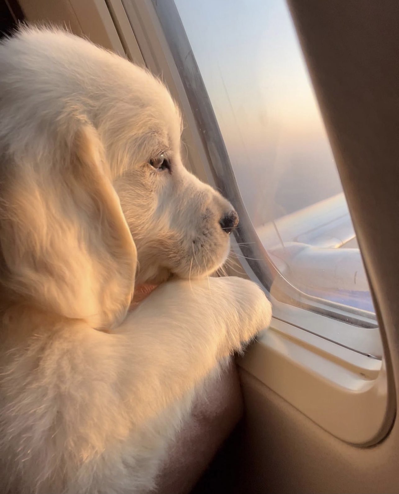 WeFlyPups.com - transportation service for puppies.