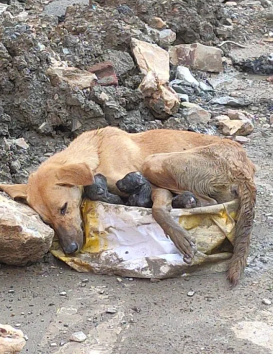 After giving birth amidst rubble, a mother dog collapsed while shielding her newborn puppies.