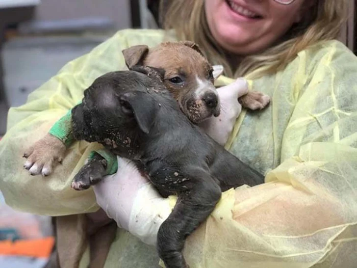 “The kind-hearted lady who rescued two helpless, three-week-old abandoned puppies fills everyone’s hearts with warmth. 