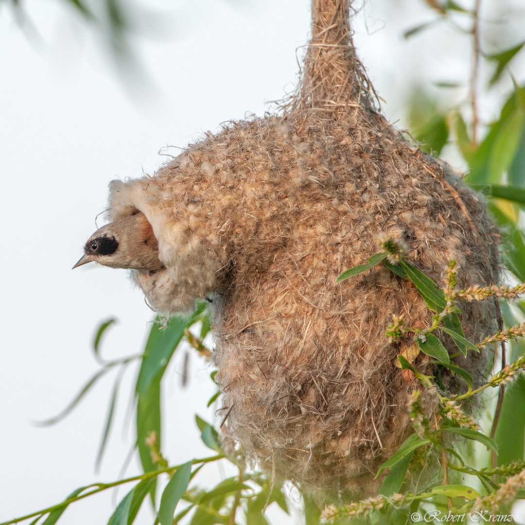 Finished nest of Eurasian penduline tit. - Robert Kreinz Nature Photography