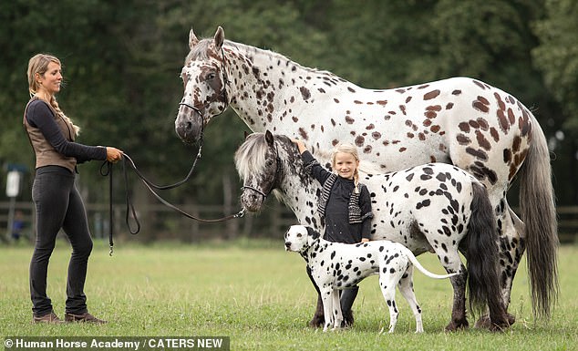 Horse trainer Greetje Arends-Hakvoort (left) has three identical looking pets - one Appaloosa stallion, one Shetland pony and one Dalmatian dog - all of which showcase their stunning black spots