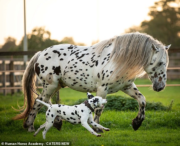Dalmation Jack Sparrow, two, and Appaloosa stallion Nevada play together in the sunshine