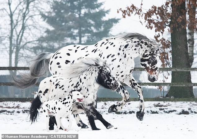 Meet the horse, dog and pony who are all the best of friends and look identical - despite them not even being the same species