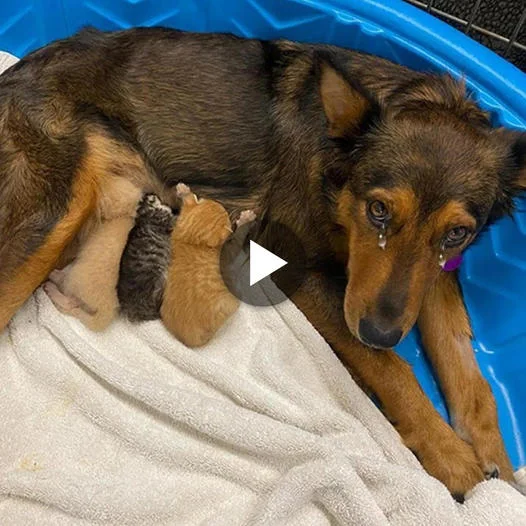 An Adorable Journey: A Rescued Pup Finds Meaning and Unwavering Affection as a Surrogate Mom to Three Precious Kittens.