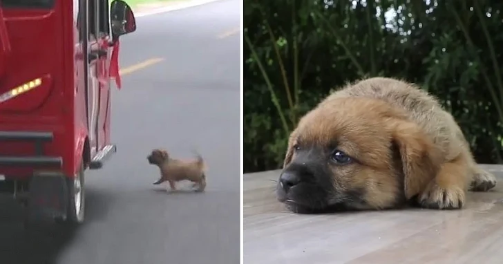 Stray Pup Brings Traffic to a Standstill on the Pan-American Highway in Quest for Beloved Owner