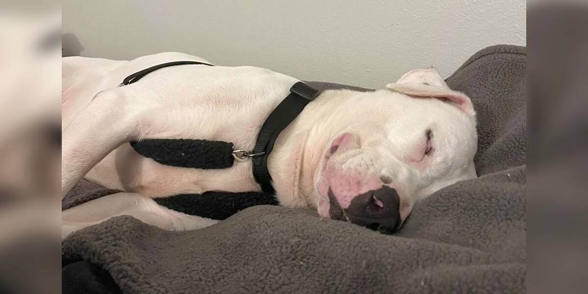 Longest Resident At Shelter Falls Asleep Smiling When He Finds A Family - The Dodo