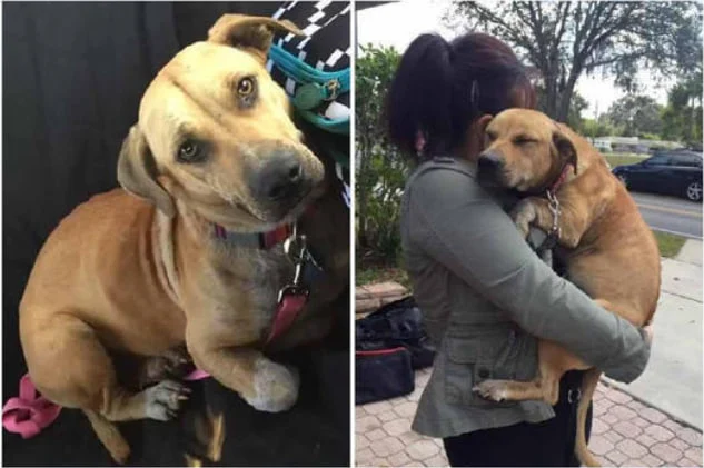 “Heal the soul of an abused dog, thank you for giving this poor dog a new life”