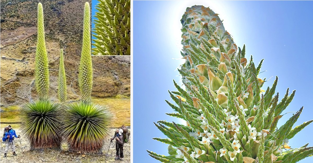 World's Largest Bromeliad, 'Queen of the Andes', Blooms Only Once in a Century