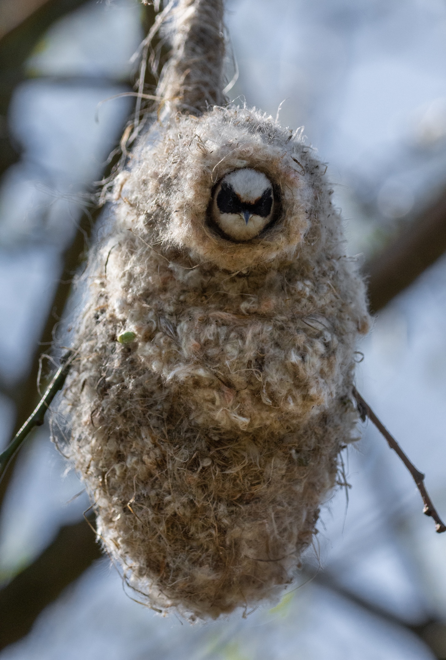 🔥 A Eurasian penduline tit in its nest : r/NatureIsFuckingLit