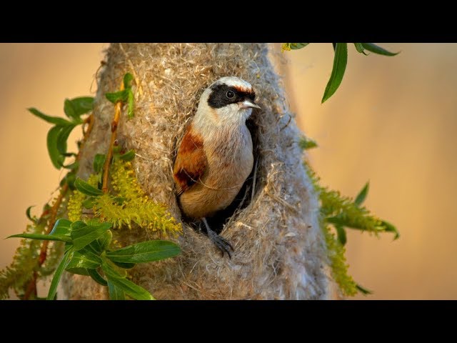 Nesting birds – Eurasian penduline tit (Remiz pendulinus) - YouTube